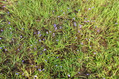 Utricularia uliginosa